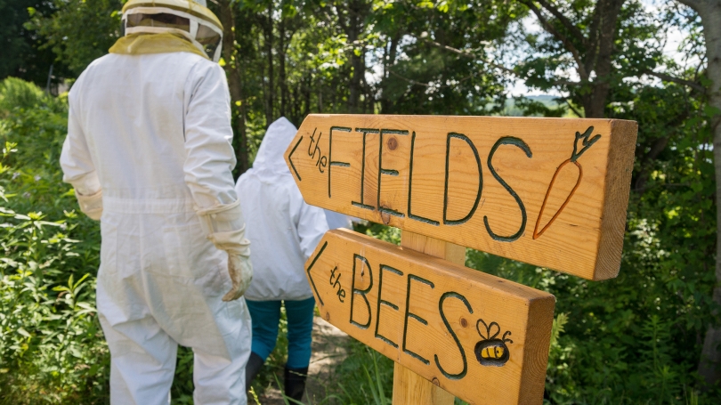 Beekeepers start to gather honey.
