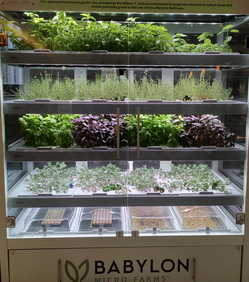 garden